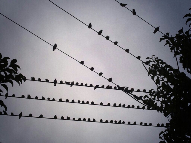 鳥　群れ　電線